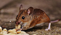 24 Hour & Emergency Exterminators in Royal, TN
